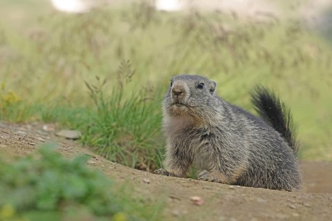 Marmot (Marmota), Grossglockner High Alpine Road, Salzburger Land, Austria, Europe