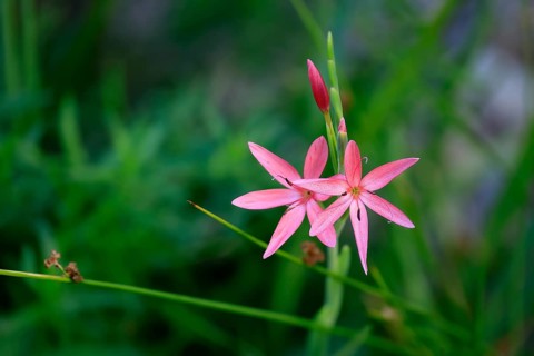 River lily (Hesperantha coccinea), flowering, blooming, at a pond, Elllerstadt, Germany, Europe