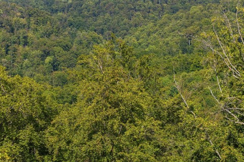 The Hainich is an extensive, forested ridge in the Eichsfeld-Hainich-Werratal nature park Park,