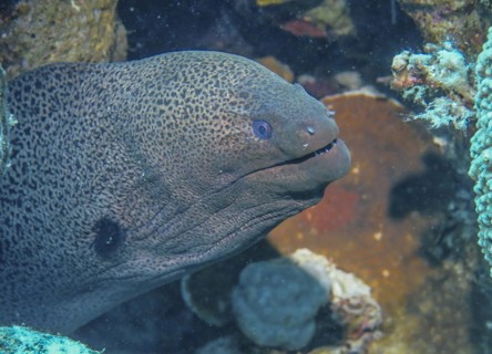 Giant Moray moray (Gymnothorax javanicus), dive site wreck of the Dunraven, Red Sea, Egypt, Africa