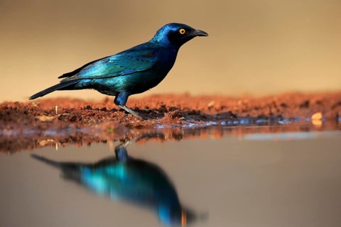 Red-shouldered Glossy Starling (Lamprotornis nitens), adult, at the water, alert, Kruger National