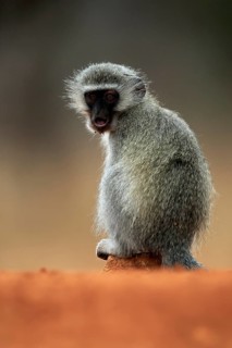 Vervet Monkey (Chlorocebus pygerythrus), adult, at the water, sitting, alert, Kruger National Park,