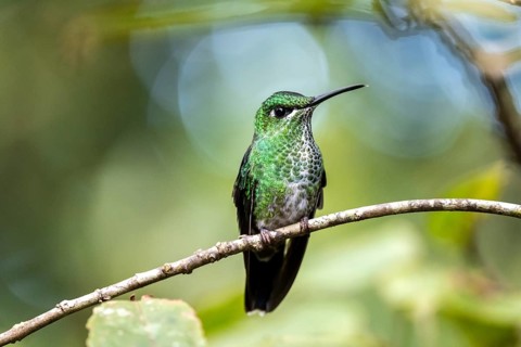 Green-crowned brilliant (Heliodoxa jacula), adult female sitting on a branch, Monteverde Cloud