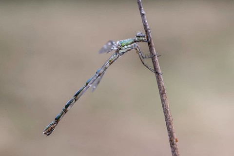 Lestes virens (Lestes virens), Emsland, Lower Saxony, Germany, Europe