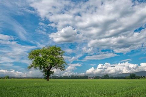 Standing alone tree in the field between Rinteln and Eisbergen Porta Westfalica Germany