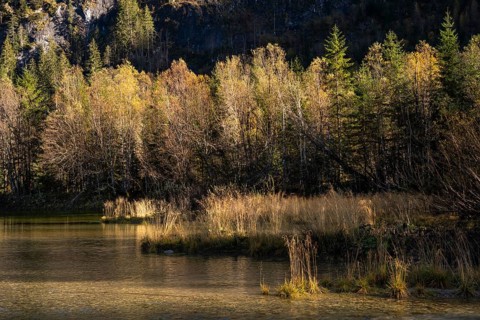 A small lake called Gosaub near the power station on the road to Lake Gosau. Autumn, trees in