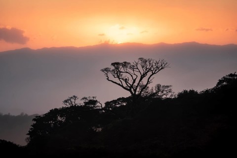 Treetops at sunset, silhouettes against the light, cloud forest, Monte Verde, Puntarenas province,