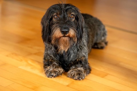 Rough-haired dachshund, male, 3 years, lying on parquet floor, Stuttgart, Baden-Württemberg,
