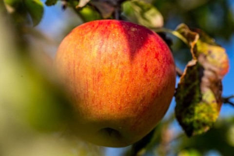 Ripe apple on the tree