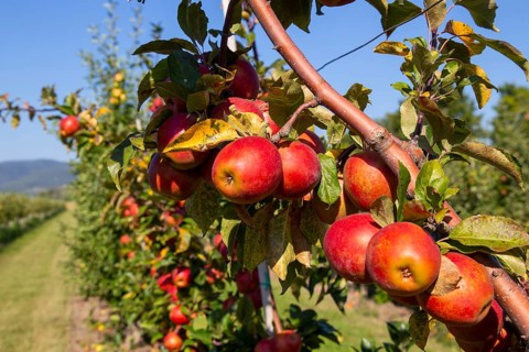 Close-up of apples in an apple field in the Palatinate. The apple trees are Weirouge or the Red