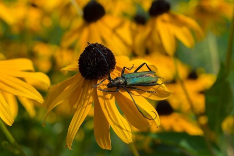 A greenish beetle sitting on a yellow flower with a black-brown centre, surrounded by other bright