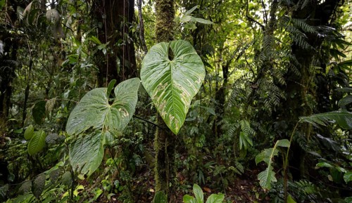 Large leaves in the dense rainforest, Monteverde cloud forest, Monte Verde, Puntarenas province,