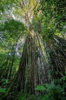 Giant strangler fig (Ficus americana), in the rainforest, Corcovado National Park, Osa, Puntarena