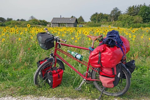 A loaded bicycle stands in front of a field of sunflowers with a hut in the background, Cycling