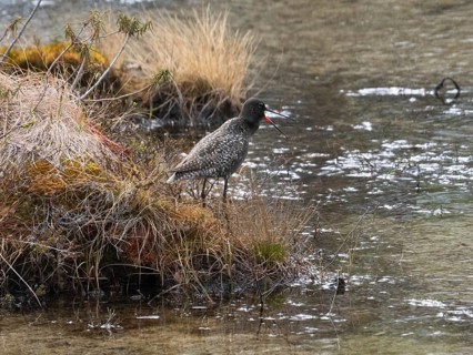 Spotted Redshank (Tringa erythropus) adult bird in breeding plumage, standing at side of lake