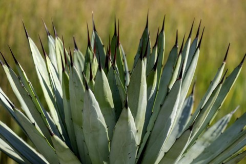 Agave macroacantha, Rhineland-Palatinate, Germany, Europe