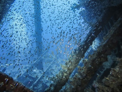 School of glassfish in the wreck of the Carnatic, Red Sea, Egypt, Africa