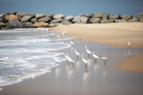 Great egret (Ardea alba, syn.: Casmerodius albus, Egretta alba) at Marari Beach or Strand,
