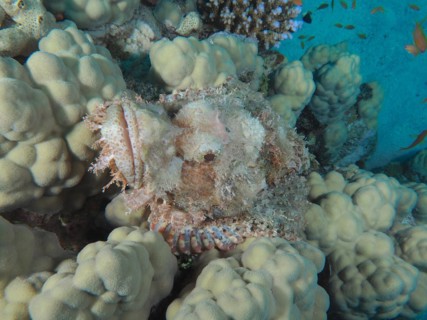 Portrait of fringed scorpionfish (Scorpaenopsis oxycephala), dive site House Reef, Mangrove Bay, El