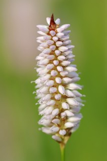 Meadow knotweed (Bistorta officinalis, Persicaria bistorta), inflorescence, North Rhine-Westphalia,