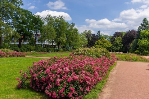 The rose garden is a landscaped garden on the banks of the Neustadt Elbe in Dresden. The rose