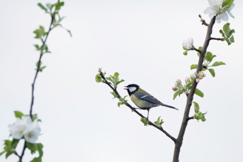 A great tit (Parus major) on a branch with white flowers against a clear background, Hesse,