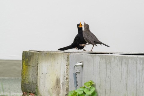 Two blackbirds (Turdus merula), pair, courtship on a concrete wall, courtship behaviour, Hesse,