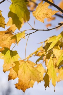 Close-up of backlit yellow Acer -Maple tree branches and leaves in autumn, Montreal, Quebec,