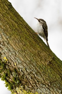 Eurasian treecreeper (Certhia familiaris) climbing up a moss-covered tree trunk, Hesse, Germany,