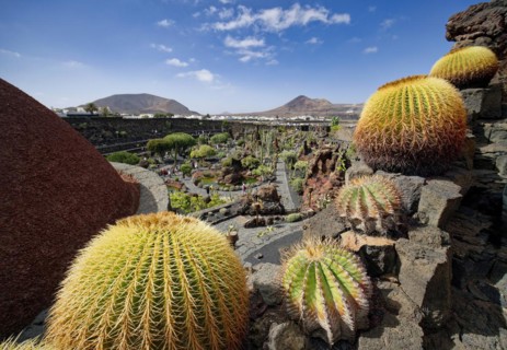 Cactus garden, Jardin de Cactus, designed by the artist César Manrique, Lanzarote, Canary Islands,