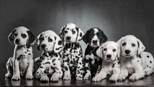 Pets, Dog, Dalmatian, Puppies, AI-generated, AI generated