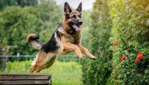 Pets, Dog, German Shepherd, AI-generated, AI generated
