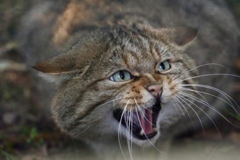 European wildcat (Felis silvestris silvestris) hissing, captive, North Rhine-Westphalia, Germany,