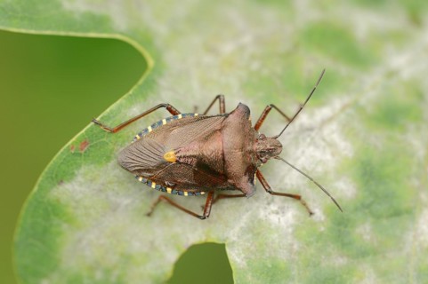 Forest bug (Pentatoma rufipes), North Rhine-Westphalia, Germany, Europe