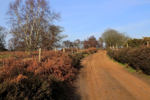 Sandy path through heathland, Suffolk Sandlings, Shottisham, Suffolk, England, United Kingdom,