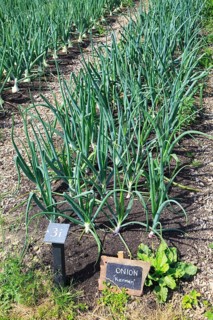 Onions growing in vegetable garden, Sissinghurst castle gardens, Kent, England, UK, Karmen variety