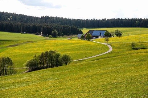 Farms and flowering meadow, Thurner, near St Märgen, Black Forest, Baden-Württemberg, Germany,