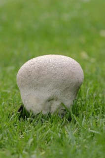 Hasenstäubling or Hasenbovist (Handkea utriformis, Calvatia utriformis), North Rhine-Westphalia,