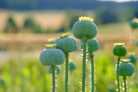 Poppy, (Papaver somniferum), poppy capsule, poppy field, Waldviertel grey poppy, poppy village