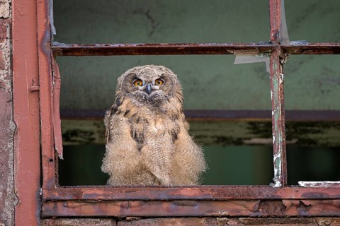 Eurasian eagle-owl (Bubo bubo), fledged young bird, in an old window frame, industrial building,