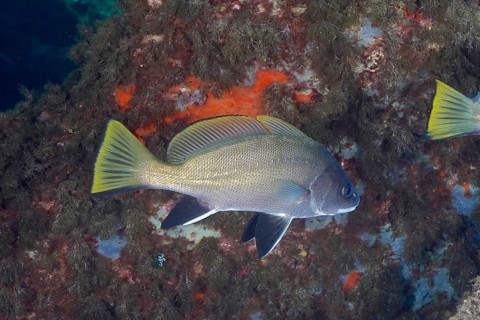 Brown meagre (Sciaena umbra) in the Mediterranean Sea near Hyères. Dive site Giens Peninsula, Côte