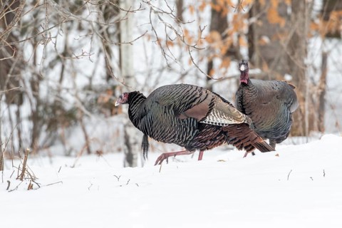 Wild turkeys (Meleagris gallopavo) feeding together in a snow-covered corn field .They eat the