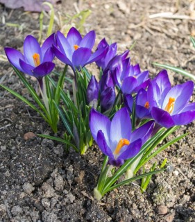 Crocuses blooming in the botanical garden in spring