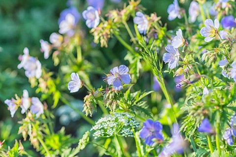 Blooming geraniums in the garden in summer
