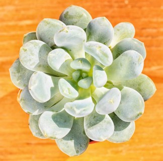 Beautiful little plant, succulent in a small flower pot. on the wooden background