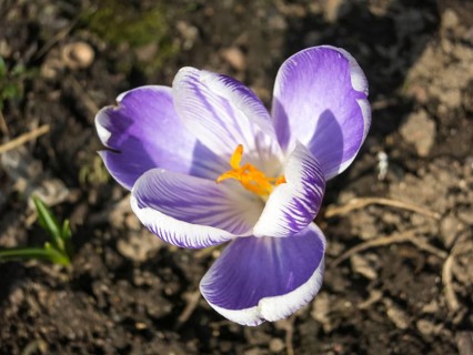 Crocuses blooming in the botanical garden in spring