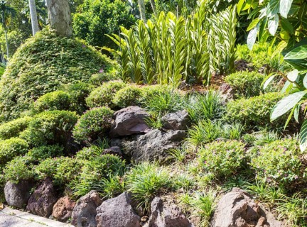 Tropical plants with stone in the botanical garden in Singapore