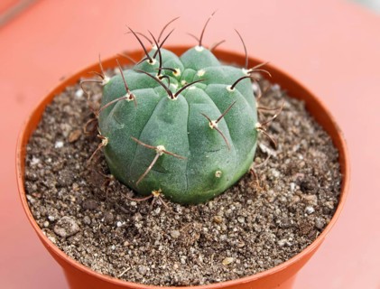 Beautiful succulent plant in greenhouse. Closeup, floral patterns, selective focus