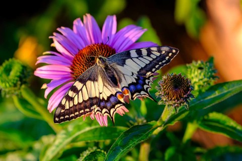 Swallowtail (Papilio machaon), sucking nectar, Upper Bavaria, Bavaria, Germany, Europe