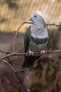 Black-chinned Fruit Dove (Ptilinopus leclancheri), Walsrode Bird Park, Lower Saxony, Germany,